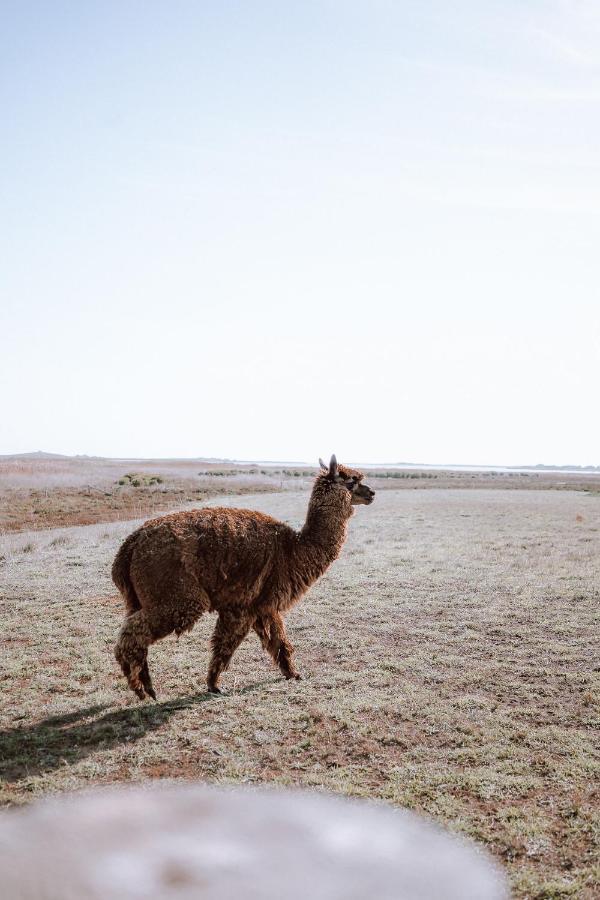 Coorong Island Retreat - Farm Stay At Pet Friendly Property Meningie Exteriör bild