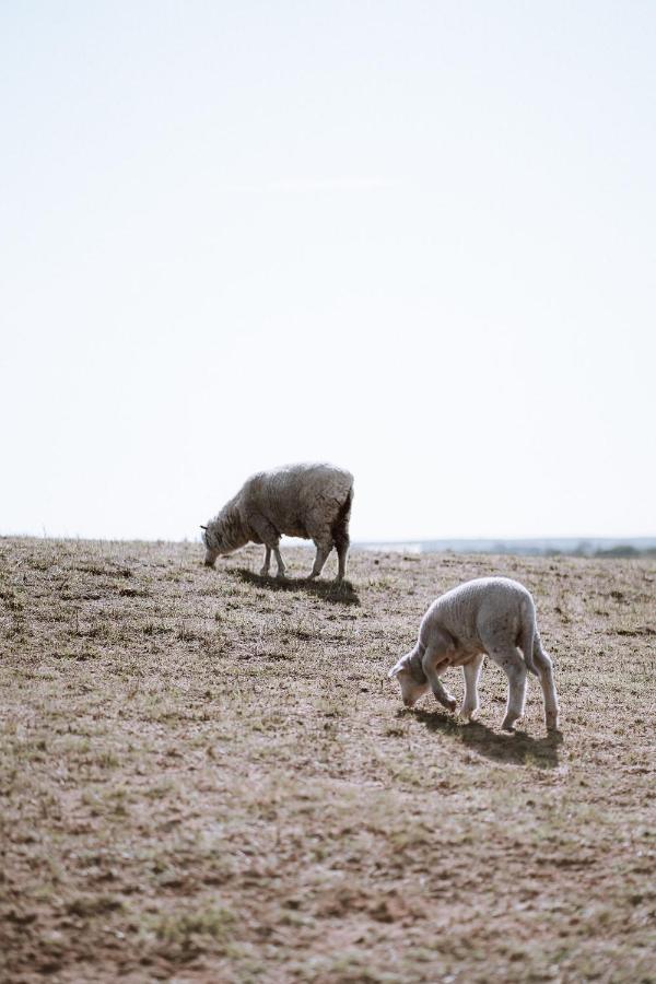 Coorong Island Retreat - Farm Stay At Pet Friendly Property Meningie Exteriör bild