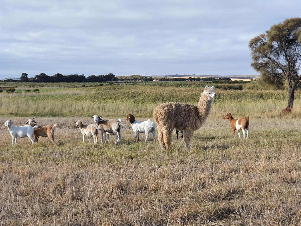 Coorong Island Retreat - Farm Stay At Pet Friendly Property Meningie Exteriör bild