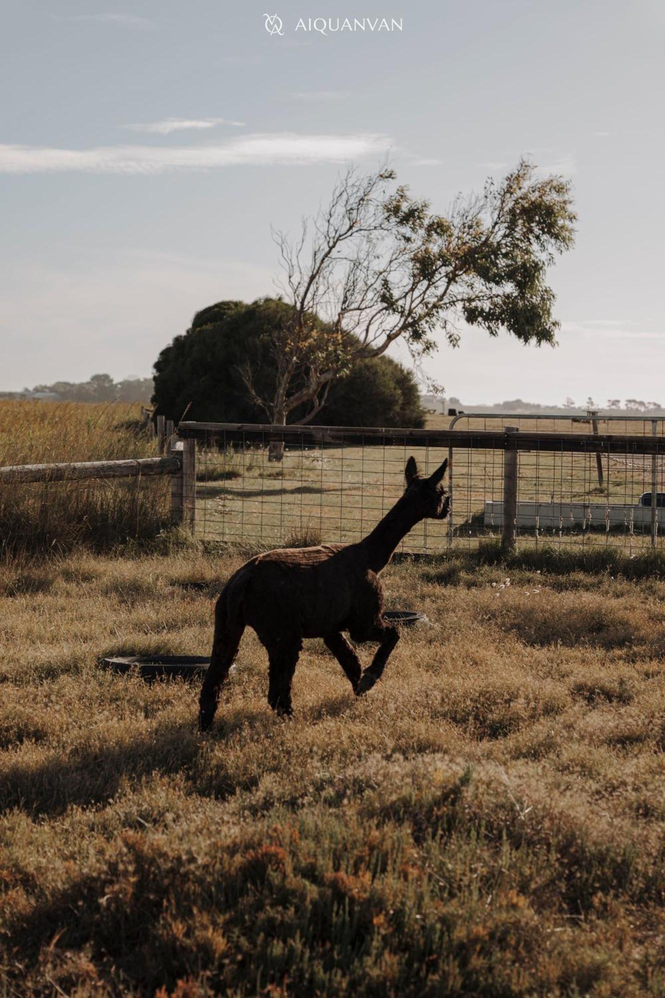 Coorong Island Retreat - Farm Stay At Pet Friendly Property Meningie Exteriör bild